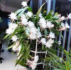 秋冬可以扦插什么花 秋冬可以扦插什么花