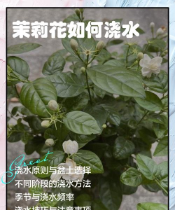 如何给茉莉浇水 如何给茉莉浇水
