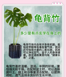 背龟竹什么寓意 背龟竹什么寓意