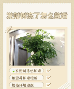 发财树被冻了如何补救 发财树被冻了如何补救