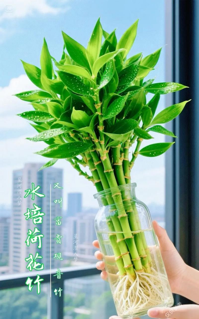 荷花竹可以水培吗 荷花竹可以水培吗