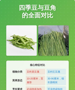 四季豆和豆角与什么区别 四季豆和豆角与什么区别