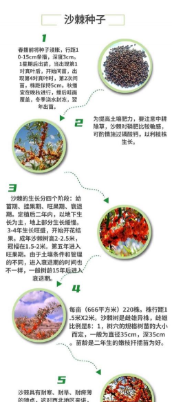 沙棘种植种子怎么种植 沙棘种植种子怎么种植
