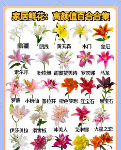 百合花是哪个国家的国花 百合花是哪个国家的国花