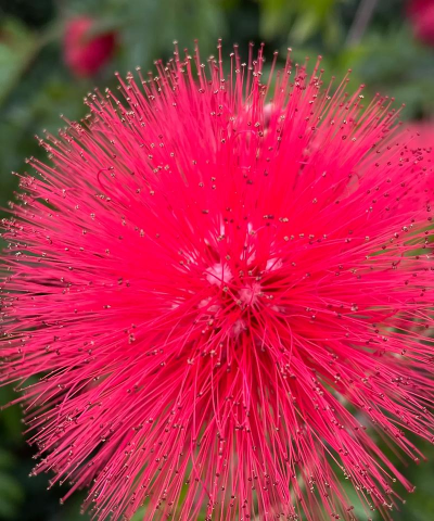 红色的什么花有毒 红色的什么花有毒