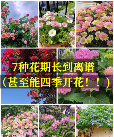 花期长的花有哪些花 花期长的花有哪些花