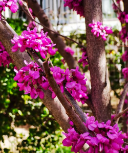 门前盛开的花有哪些花 门前盛开的花有哪些花