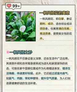 一帆风顺开花了有寓意吗 一帆风顺开花了有寓意吗