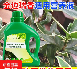 金边瑞香放什么肥料 金边瑞香放什么肥料