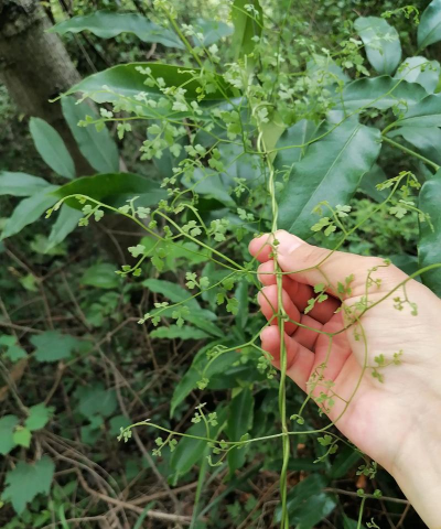海金沙是什么植物 海金沙是什么植物