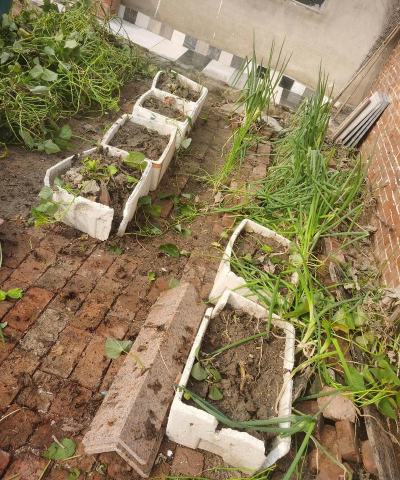 箱子种植番薯怎么种植的 箱子种植番薯怎么种植的