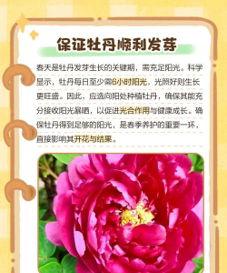 移栽牡丹生根的最佳温度 移栽牡丹生根的最佳温度