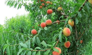 桃树种子育苗方法全过程 桃树种子育苗方法全过程