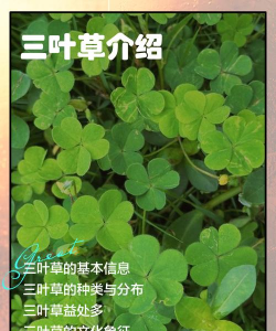 三叶草的花语和传说 三叶草的花语和传说