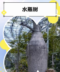 水瓶树生长在什么地方 水瓶树生长在什么地方