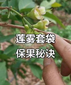 种植袋种植水果怎么种 种植袋种植水果怎么种