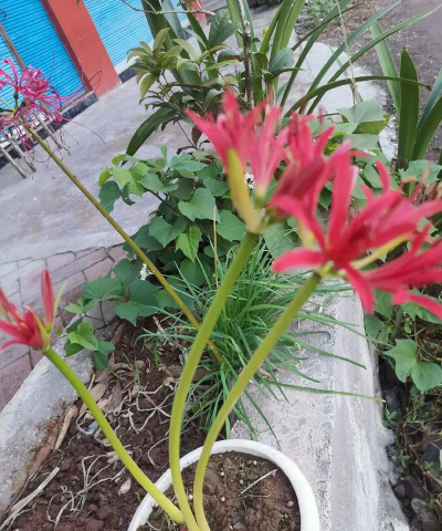 什么花代表思念 什么花代表思念