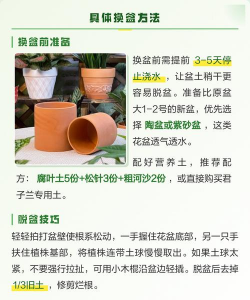 君子兰什么时间换盆最好 君子兰什么时间换盆最好