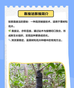 如何嫁接榕树 如何嫁接榕树