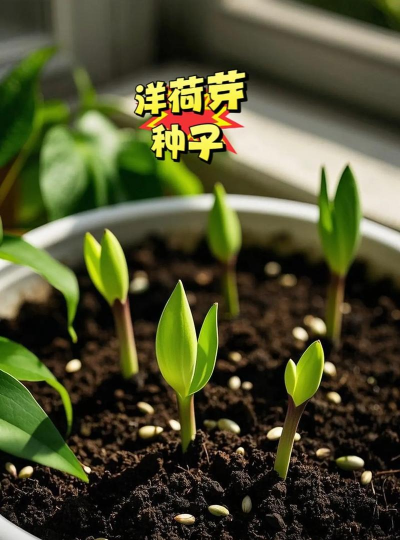 种植洋荷种子怎么种植 种植洋荷种子怎么种植