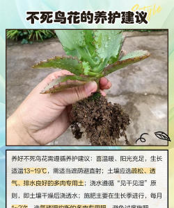 不死鸟的寓意 不死鸟的寓意