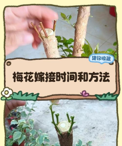 嫁接梅花什么时间最好 嫁接梅花什么时间最好