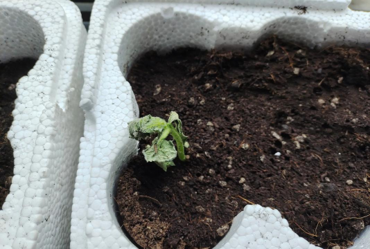 黄瓜苗为什么不长了 黄瓜苗为什么不长了