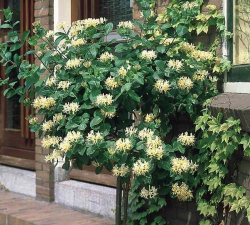 金银花喜阴还是喜阳 金银花喜阴还是喜阳