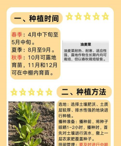 油麦菜一年可以种几次 油麦菜一年可以种几次