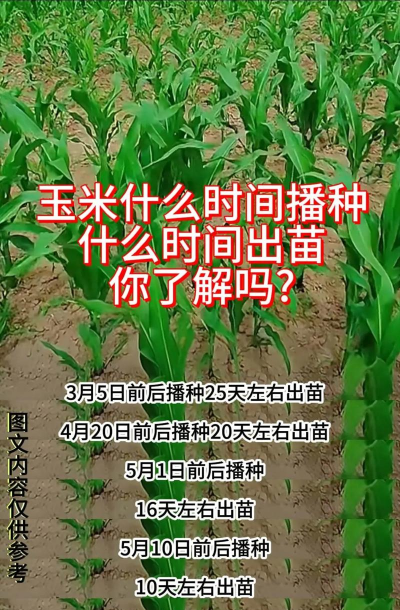 玉米几月播种,几月收获 玉米几月播种,几月收获