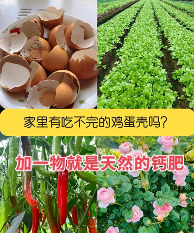 鸡蛋壳怎么做肥料 鸡蛋壳怎么做肥料