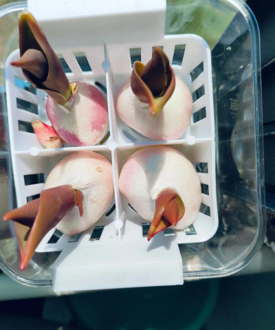 郁金香的种植方法 郁金香的种植方法