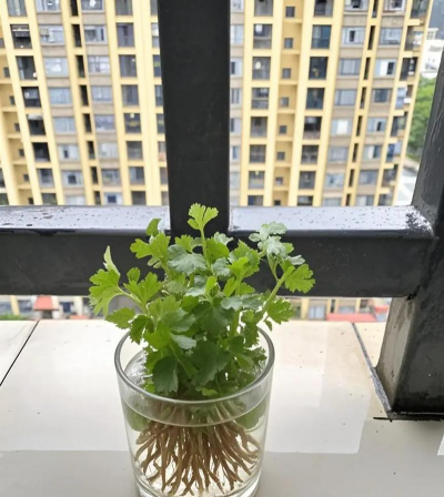 水里种植香菜怎么种植的 水里种植香菜怎么种植的