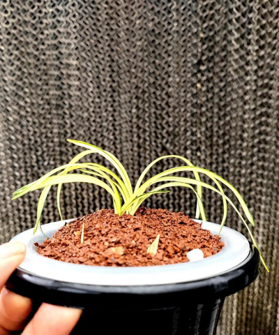 矮草花有哪些 矮草花有哪些