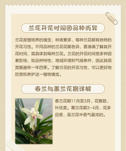 兰花开在什么季节开放 兰花开在什么季节开放