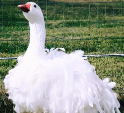 宠物鹅一般什么品种 宠物鹅一般什么品种