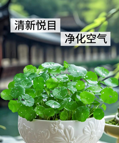 铜钱草用什么盆 铜钱草用什么盆