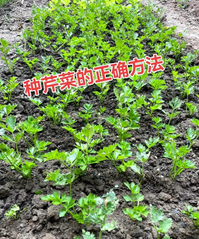 土培种植芹菜怎么种植 土培种植芹菜怎么种植