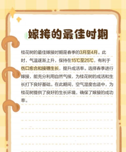 桂花什么时候架接好 桂花什么时候架接好