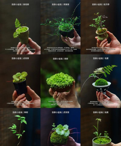 盆景里的苔藓怎么养 盆景里的苔藓怎么养