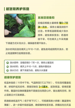 露天种植莴苣怎么种植的 露天种植莴苣怎么种植的