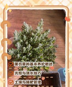 如何盆栽薰衣草 如何盆栽薰衣草