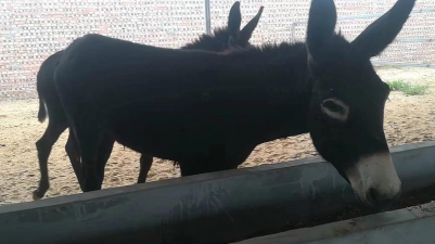 小毛驴多少钱 小毛驴多少钱