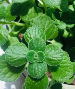 扒拉香花是什么样子 扒拉香花是什么样子