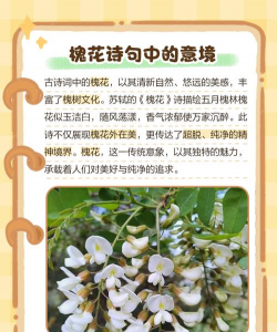 槐树花语是什么意思 槐树花语是什么意思