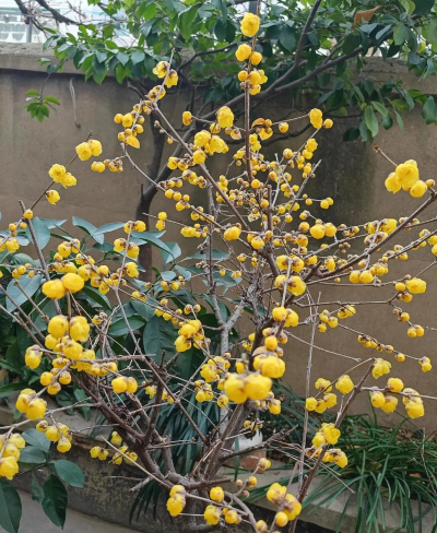 腊月的有哪些花 腊月的有哪些花