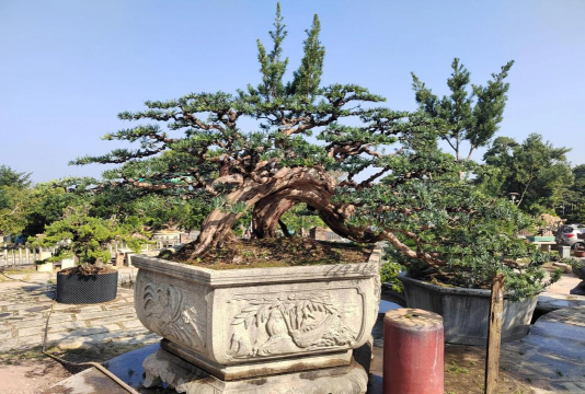 什么树桩做盆景好 什么树桩做盆景好