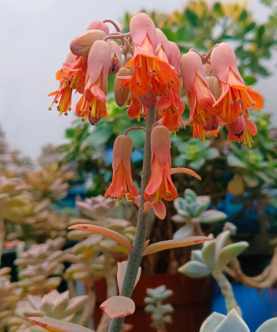 多肉花是什么花 多肉花是什么花