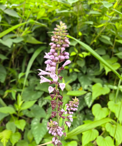 唇形科花有哪些 唇形科花有哪些