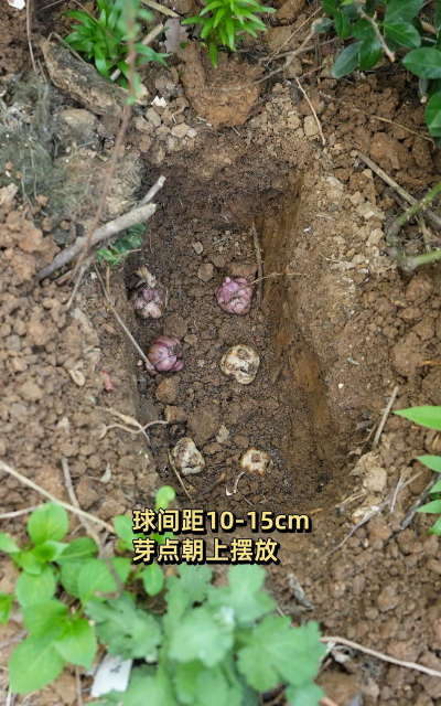 种植花朵该怎么种植呢 种植花朵该怎么种植呢